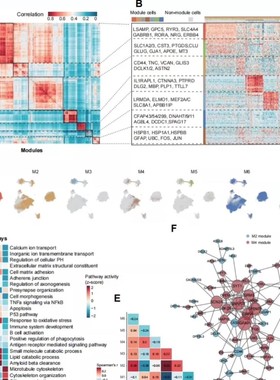 生信+实验/生信分析套餐服务TCGA/GEO单细胞测序转录组多组学联合