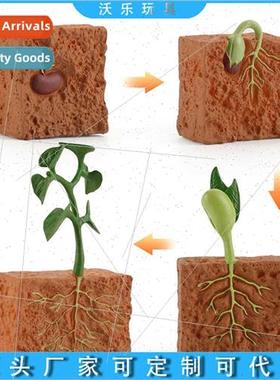 Creative seed germination into a seedling process solid stat