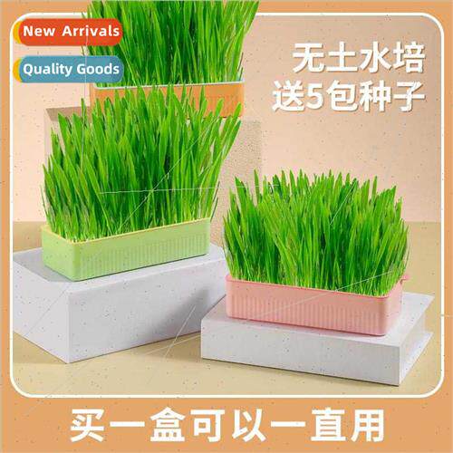 Cat Grass Potting Wheat Seeds Soilless Hydroponics Hair Gras