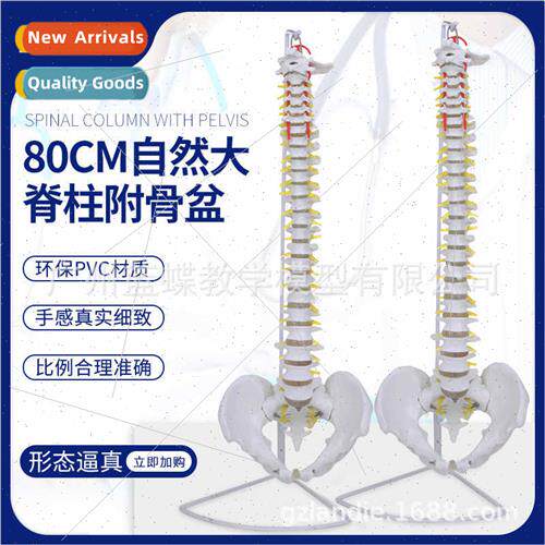 80CM Adult 1:1 natural large spine wh intervertebral disc ne