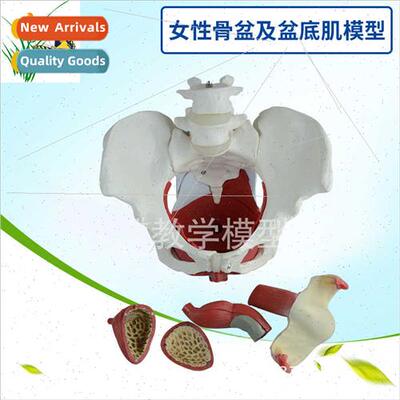 Female Pelvis Pelvic Floor Muscle Model Uterus Model Pelvic