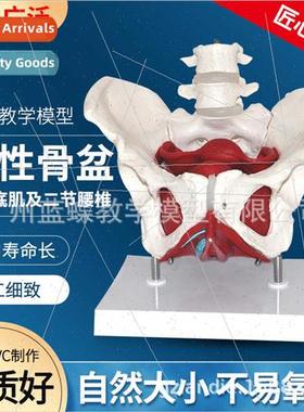 partum Repair/Obstetrics Gynecology Female Pelvis Pelvic Flo