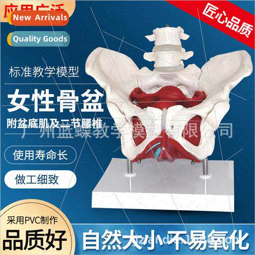 partum Repair/Obstetrics Gynecology Female Pelvis Pelvic Flo
