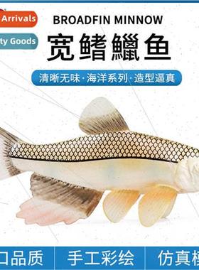 Solid cognive model broad-fin minnow peach blossom fish chil