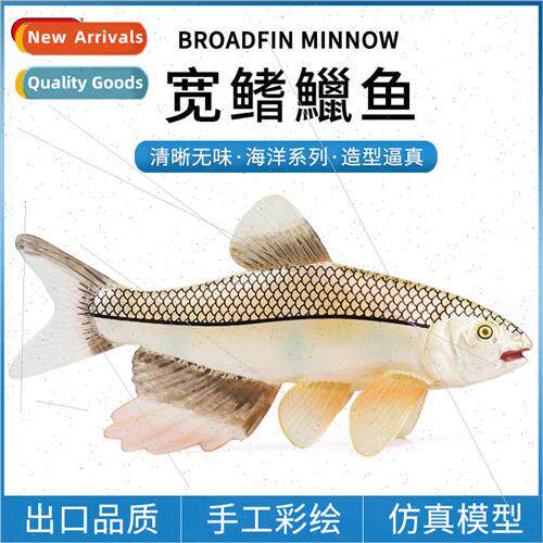 Solid cognive model broad-fin minnow peach blossom fish chil