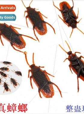 mulation cockroach Tinker toy scared cockroach small strong