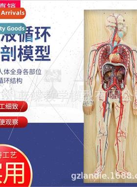 Human blood circulation model whole body internal organs ana