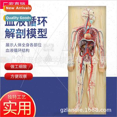 Human blood circulation model whole body internal organs ana