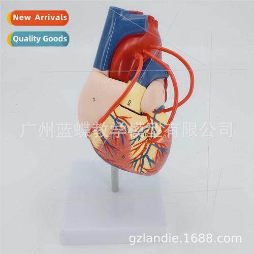 Heart model Natural large human heart bypass surgery heart a