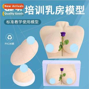 home economics lactation tea breast law female ster human