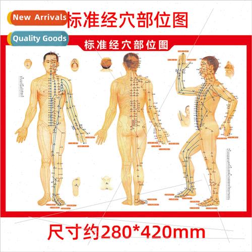 Human Body Acupuncture Points Chart Colorful Double ded Stan
