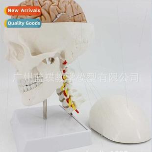 skull cervical vertebrae carotid Skull brain model