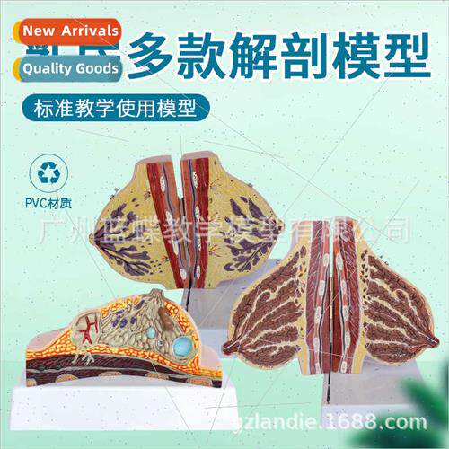 Female resting female breast model Breast anatomical model T