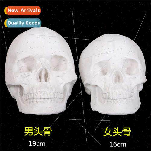 Guarantee  character plaster skull skull model plaster teach