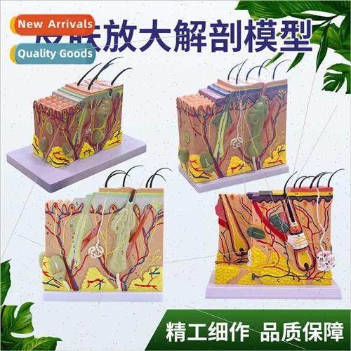 50 times human skin tissue structure enlargement anatomical