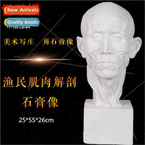 Brandt fisherman muscle anatomical plaster figure figure pla