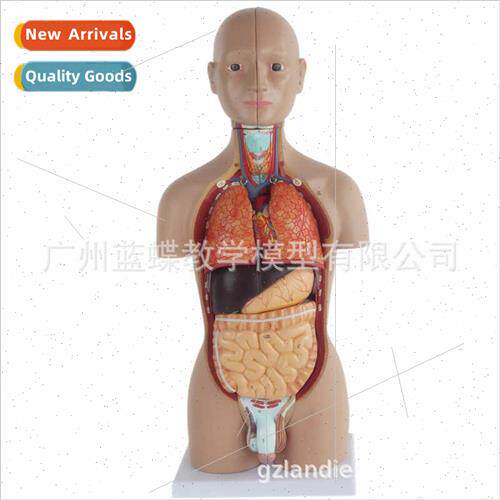 Human torso anatomy wh internal organs model detachable asse