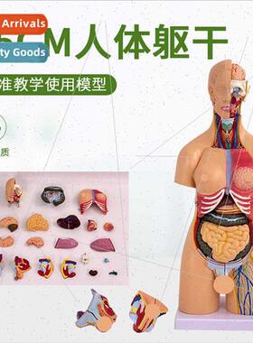 55cm anatomical model torso both sexes detachable 21 pcs hum