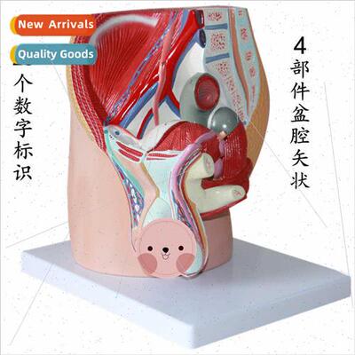 Male Pelvic Median Sagtal Model 4 Parts Male Sagtal Anatomy