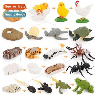 Animal model chickens ducks geese butterflies turtles frogs