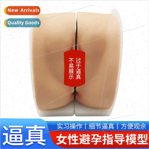 Contraceptive guidance model Female reproductive anatomy Gyn