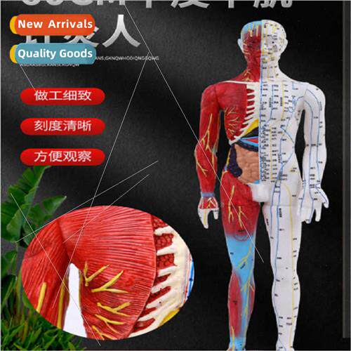Ultra-clear human acupuncture model half muscle model meridi