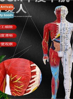 Ultra-clear human acupuncture model half muscle model meridi