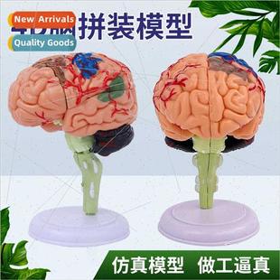 human toys organs model mod Puzzle brain assembled