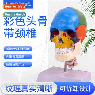 Skull Color Skul human Medical skull model