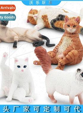 lying posture amese kten model Ragdoll cat lazy orange cat f