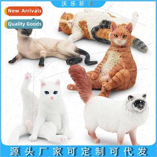 lying posture amese kten model Ragdoll cat lazy orange cat f