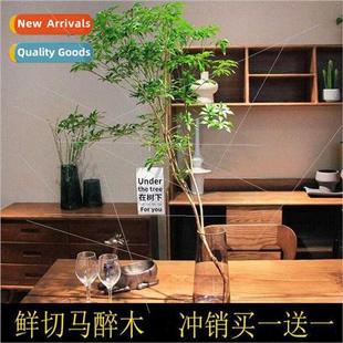 Hydroponic Plant Fresh Horse Branch Wood Cut Indoor Drunken