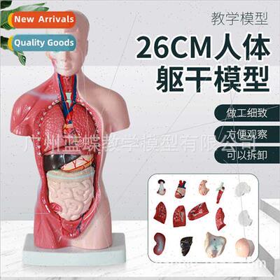 medical internal organs heart structure torso 28CM human ana