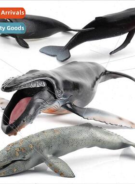 mulation undersea mammals humpback whale model marine life h