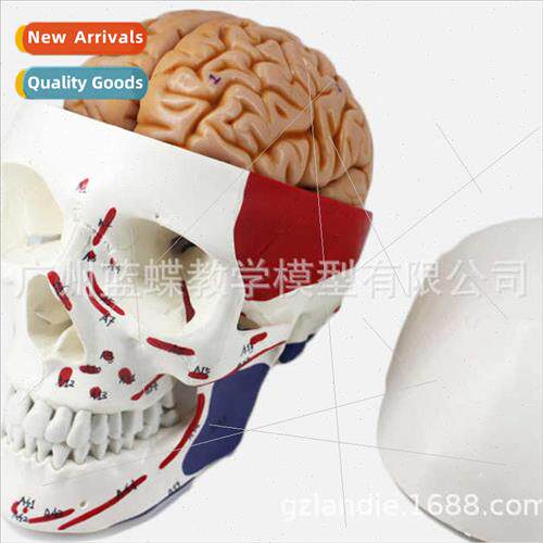 1:1 human skull wh muscles coloring skull bone wh muscles st