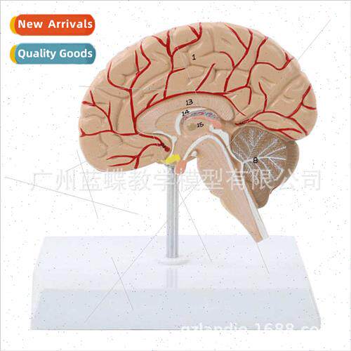 Human Brain Artery Model Brain Anatomy Model Brain Model Hal