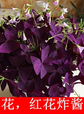 紫叶炸酱草种球红叶炸酱草紫色花幸运草盆栽紫蝴蝶三叶草花海种子