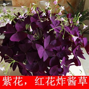 红叶幸运草价格 红叶幸运草图片 星期三 红叶幸运草价格 红叶幸运草图片 星期三