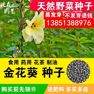 金花葵种子蔬菜种籽菜芙蓉野芙蓉秋葵药材食用花卉观赏美观庭院菜