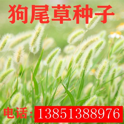 狗尾巴草种子护坡观赏狗尾草耐旱地常见沙漠杂草牧草边坡芮草种籽