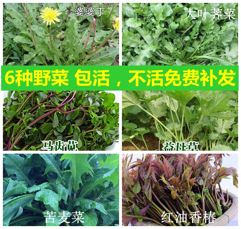 蒲公英种子荠菜婆婆丁野菜保健菜香椿籽马菜马齿苋益母草蔬菜艾草