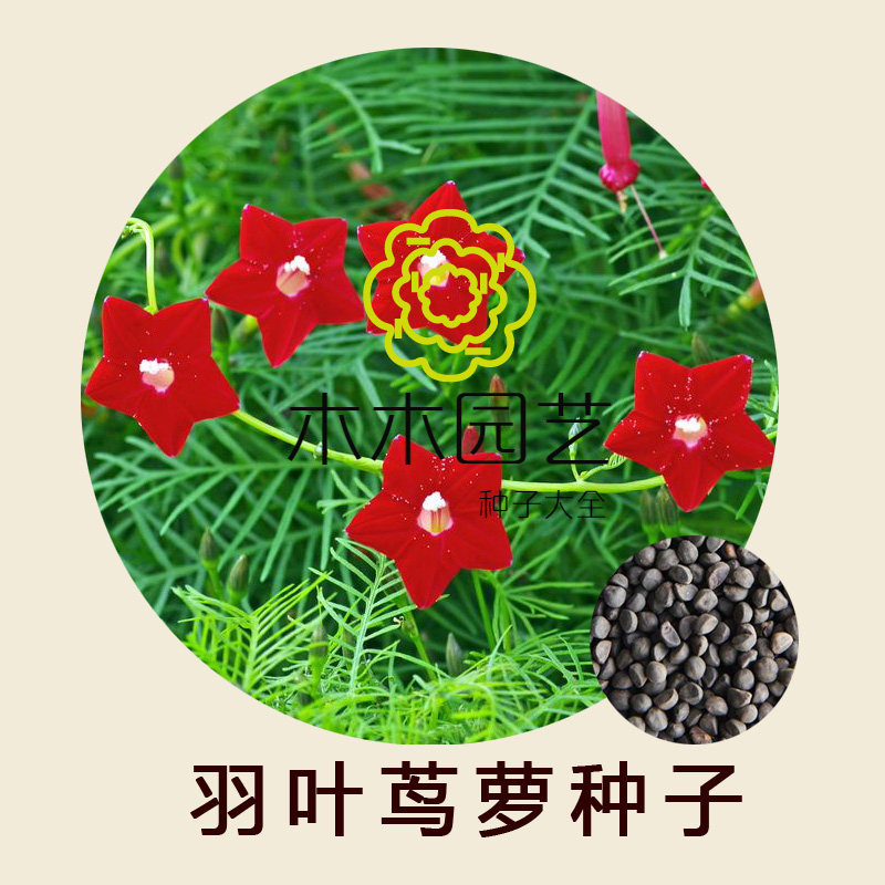 羽叶茑萝种子 花种子 红五角星阳台爬藤垂吊花卉种子草花种子包邮
