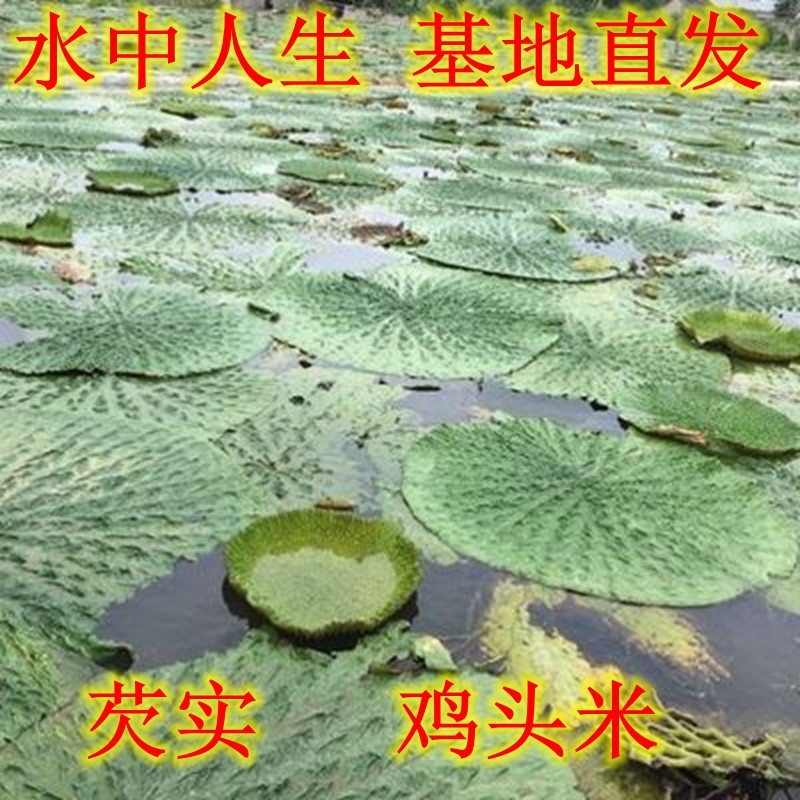 新采芡实种子芡实种籽鸡头米鸡头果种子苏芡实鸡头莲梗杂交包邮