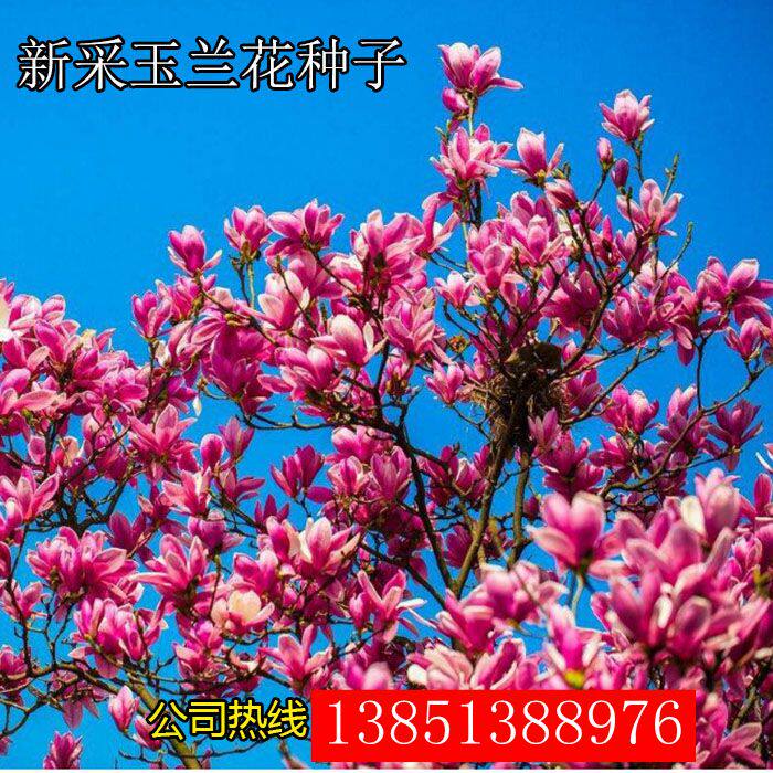 新采玉兰种子红玉兰种子白玉兰花种子广玉兰种子辛夷种子林木种子