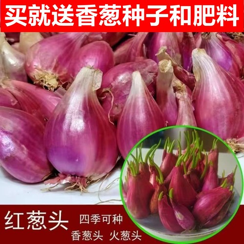 正宗红葱头火葱头铁葱遇水疯长