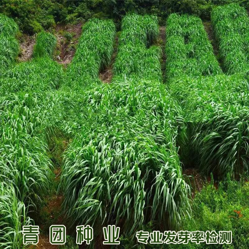 牧草种子四倍体黑麦草种籽冬牧70黑麦草种耐寒鸡鸭鹅猪牛羊鱼草籽