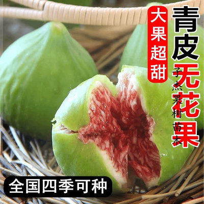 无花果树苗南北方庭院地栽特大威海青皮无花果苗阳台盆栽当年结果