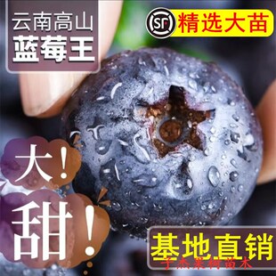 蓝莓树果苗南北方盆栽地栽当年结果室外耐寒L25特大四季 种植果苗