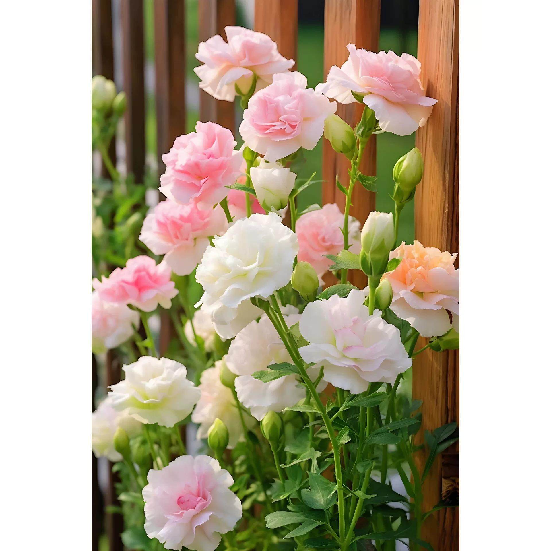 重瓣洋桔梗花种子四季开花易活花卉种孑庭院室内外盆栽种籽切花籽