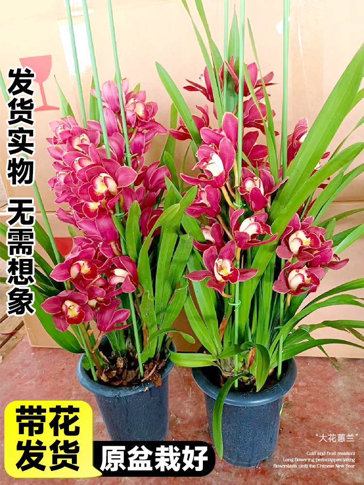 兰花苗 盆栽花 绿室内阳台植厅矮种客花卉 春兰 蕙兰兰 浓香型